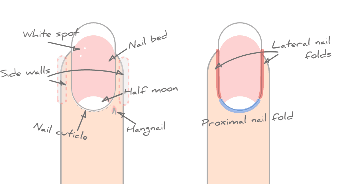 Nail Anatomy for Professional Nail Technicians